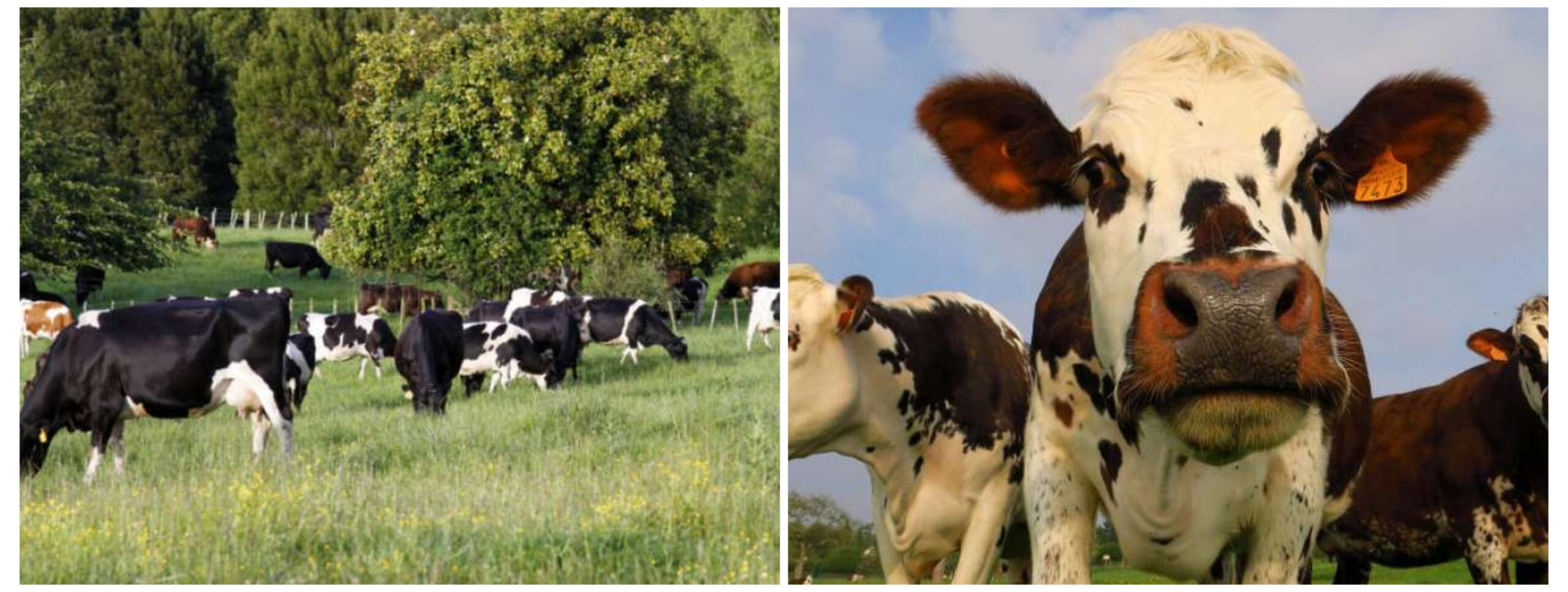 Scopri di più sull'articolo ALTO ADIGE ALPE DI SIUSI MUCCHE PAZZE
