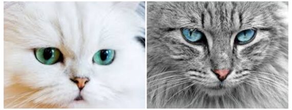Scopri di più sull'articolo ITALIA PAESE CHE AMA I GATTI