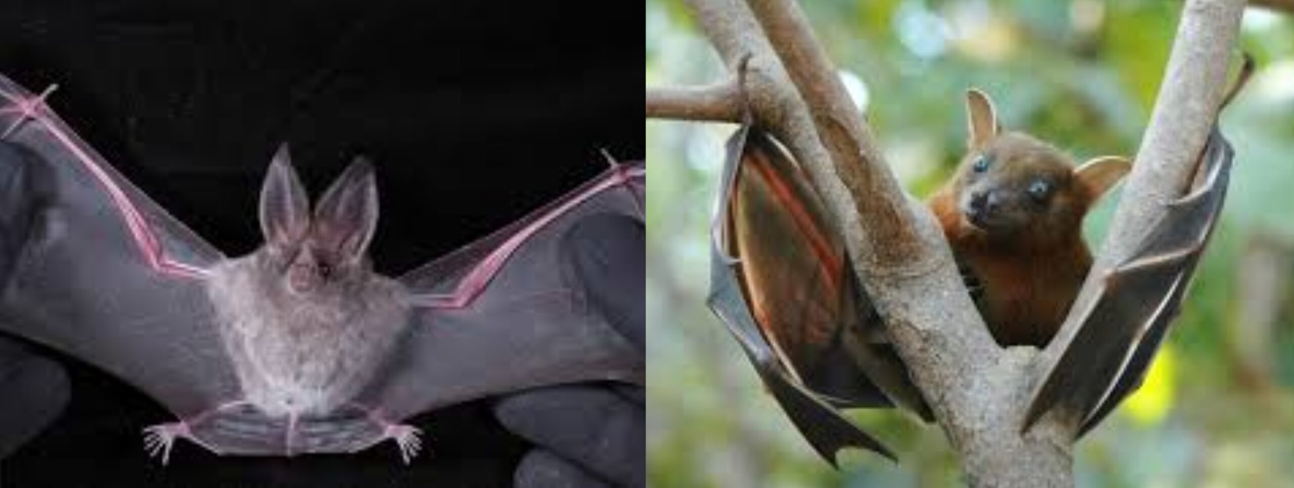 Scopri di più sull'articolo ECCO COME I PIPISTRELLI HANNO VINTO IL CANCRO