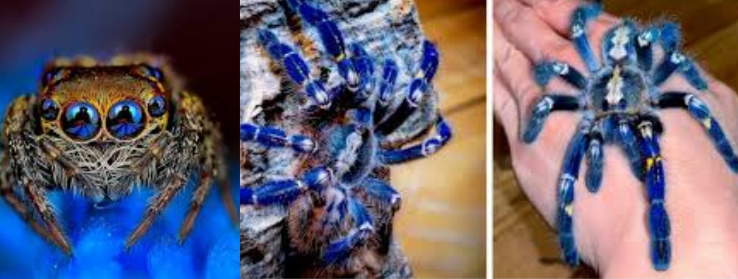 Scopri di più sull'articolo CONOSCETE LA TARANTOLA BLU ELETTRICO?
