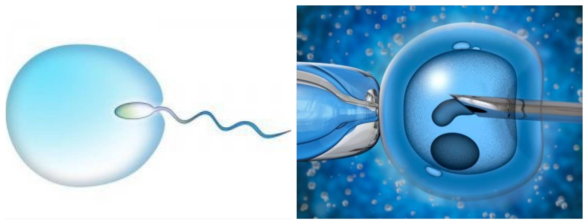 Scopri di più sull'articolo DONATORE SERIALE DI SPERMA