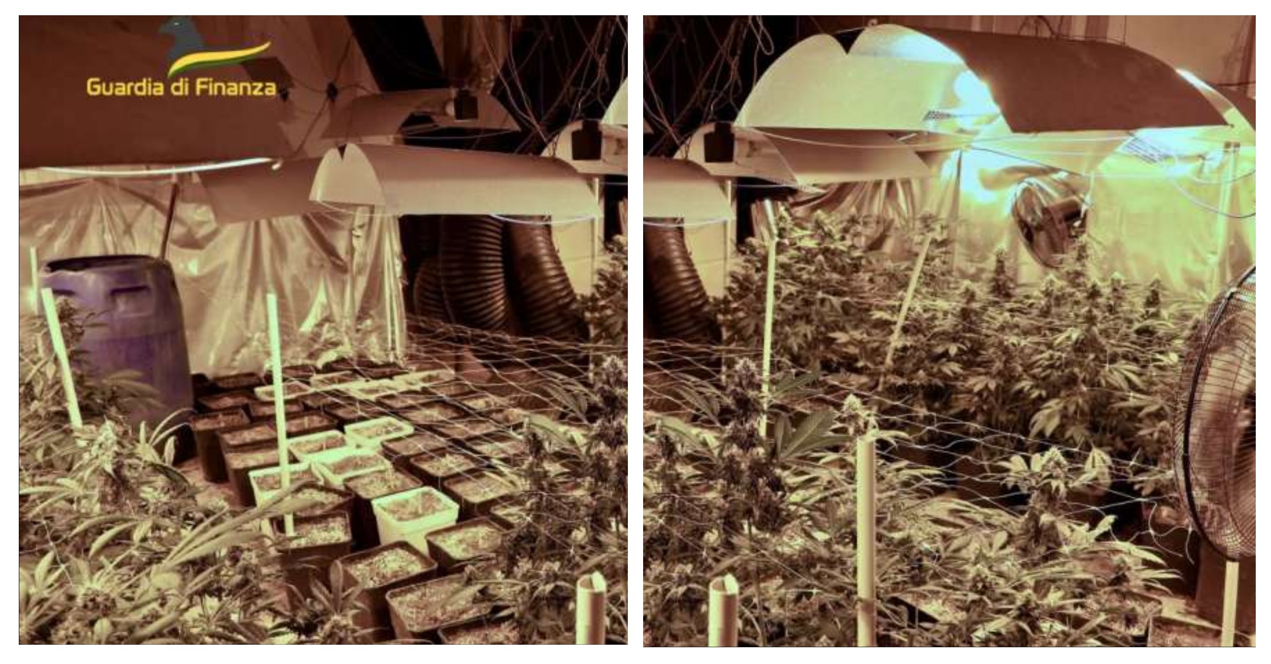 Scopri di più sull'articolo IN PROVINCIA DI NAPOLI SCOPERTO LABORATORIO CLANDESTINO PER LA COLTIVAZIONE DELLA MARIJUANA