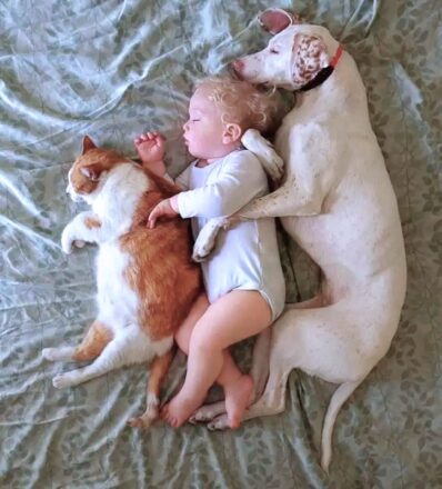 ll_cane_nora_con_archie_e_il_gatto_